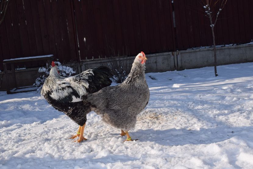  - PLYMOUTH ROCK SILVER 2017-2018 FAM 1