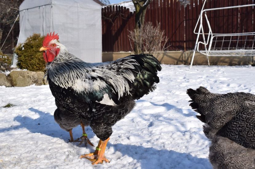  - PLYMOUTH ROCK SILVER 2017-2018 FAM 1