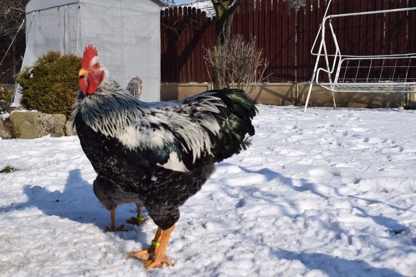  - PLYMOUTH ROCK SILVER 2017-2018 FAM 1