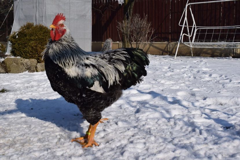  - PLYMOUTH ROCK SILVER 2017-2018 FAM 1