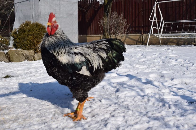  - PLYMOUTH ROCK SILVER 2017-2018 FAM 1