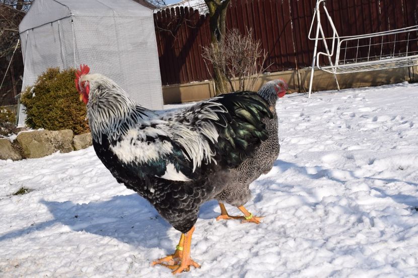  - PLYMOUTH ROCK SILVER 2017-2018 FAM 1