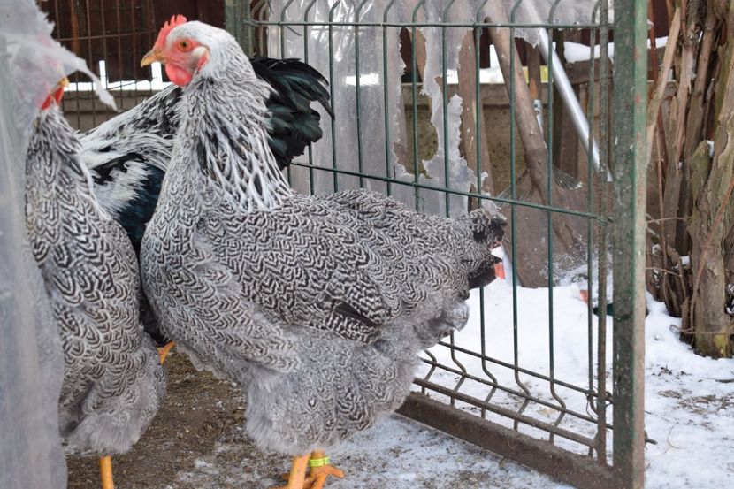  - PLYMOUTH ROCK SILVER 2017-2018 FAM 1