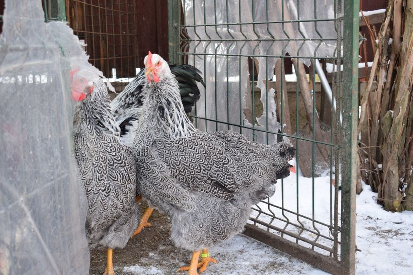  - PLYMOUTH ROCK SILVER 2017-2018 FAM 1