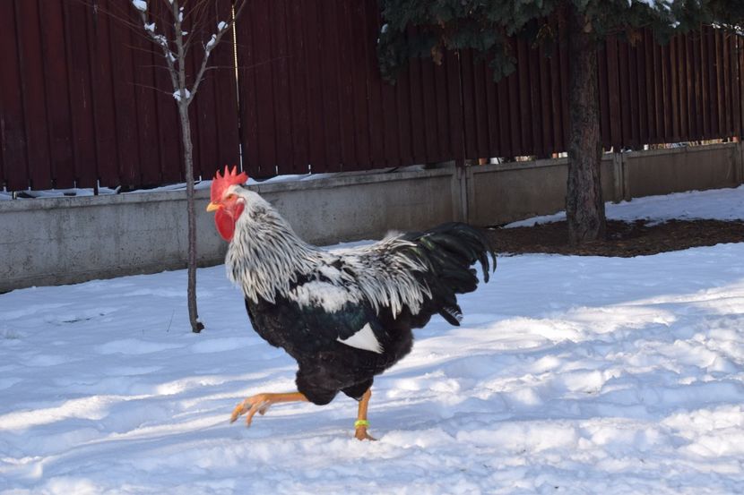  - PLYMOUTH ROCK SILVER 2017-2018 FAM 2