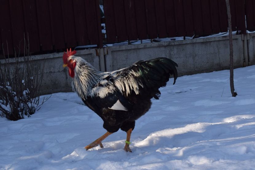  - PLYMOUTH ROCK SILVER 2017-2018 FAM 2