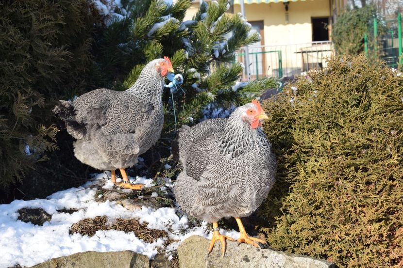  - PLYMOUTH ROCK SILVER 2017-2018 FAM 2