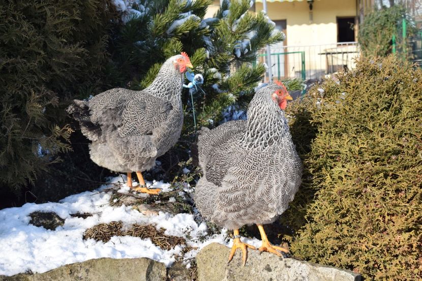  - PLYMOUTH ROCK SILVER 2017-2018 FAM 2