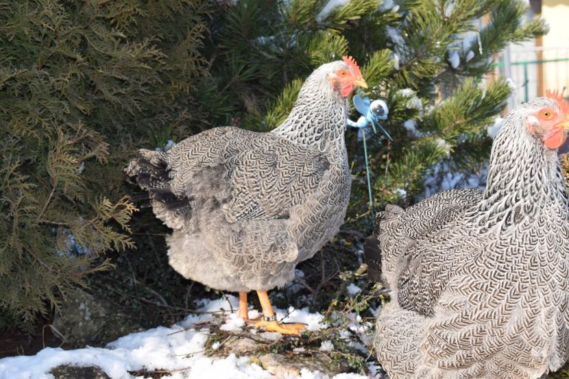  - PLYMOUTH ROCK SILVER 2017-2018 FAM 2