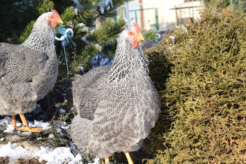  - PLYMOUTH ROCK SILVER 2017-2018 FAM 2