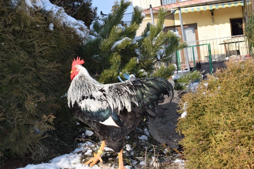  - PLYMOUTH ROCK SILVER 2017-2018 FAM 2