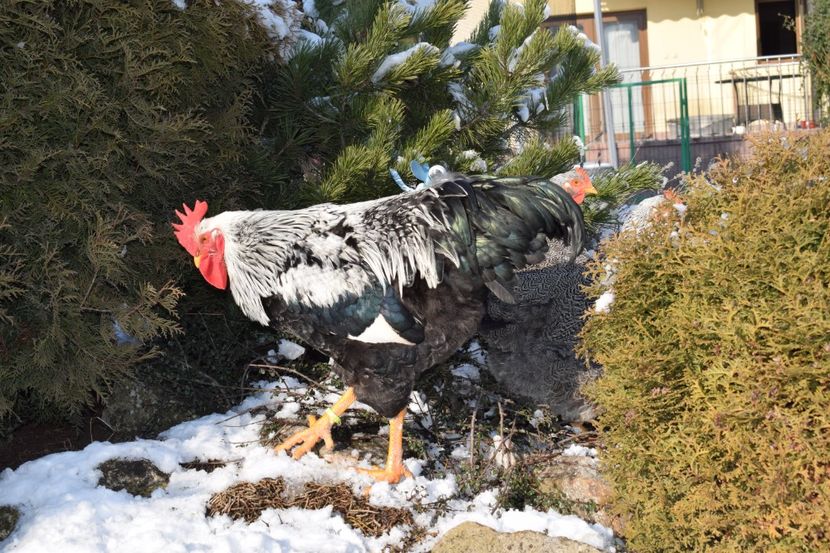  - PLYMOUTH ROCK SILVER 2017-2018 FAM 2