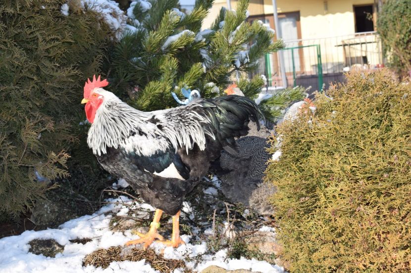  - PLYMOUTH ROCK SILVER 2017-2018 FAM 2