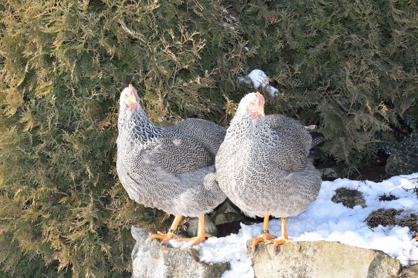  - PLYMOUTH ROCK SILVER 2017-2018 FAM 2