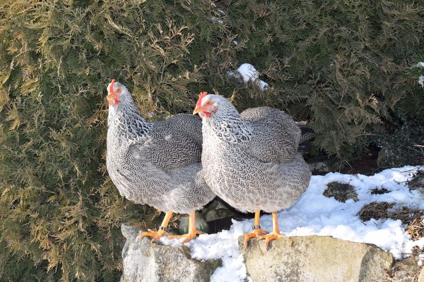  - PLYMOUTH ROCK SILVER 2017-2018 FAM 2