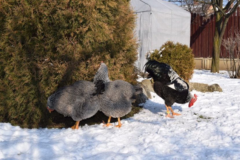  - PLYMOUTH ROCK SILVER 2017-2018 FAM 2