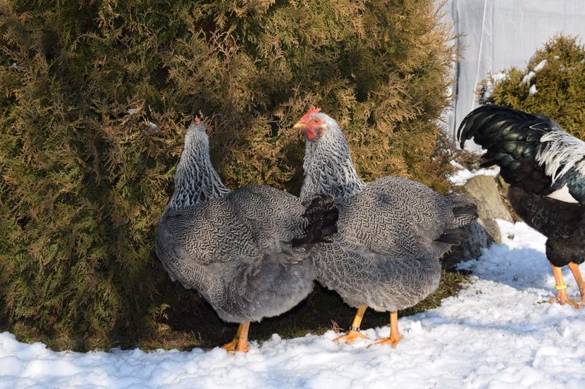  - PLYMOUTH ROCK SILVER 2017-2018 FAM 2