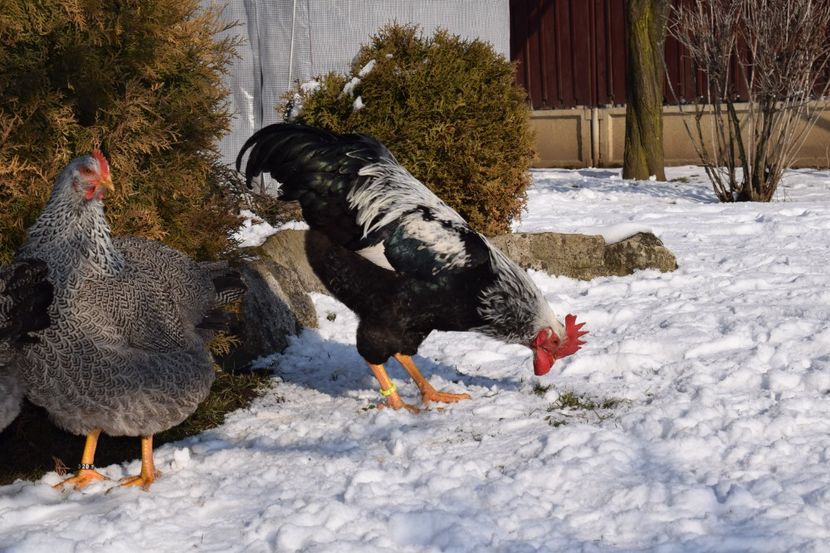  - PLYMOUTH ROCK SILVER 2017-2018 FAM 2