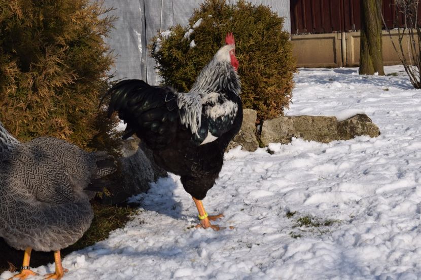  - PLYMOUTH ROCK SILVER 2017-2018 FAM 2