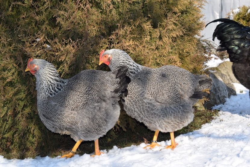  - PLYMOUTH ROCK SILVER 2017-2018 FAM 2