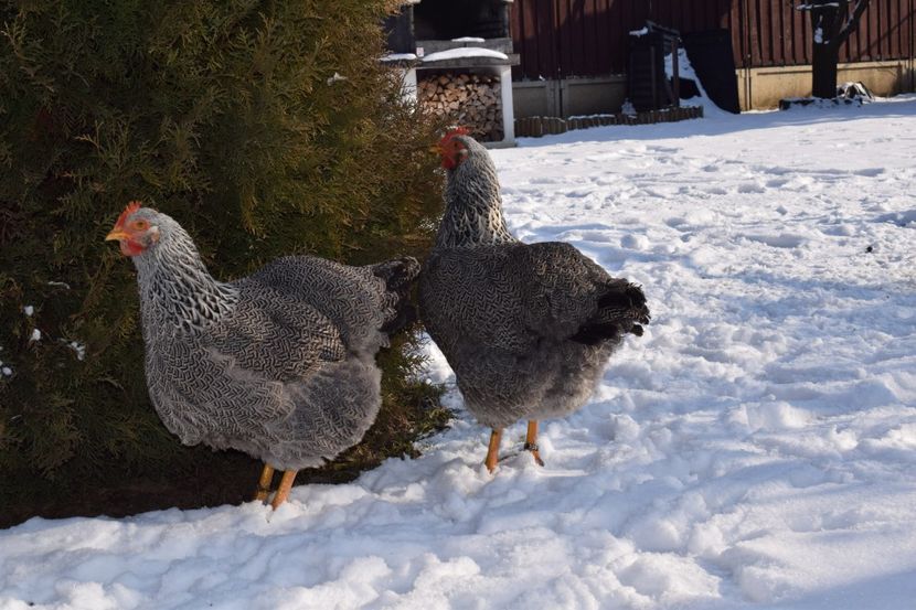  - PLYMOUTH ROCK SILVER 2017-2018 FAM 2