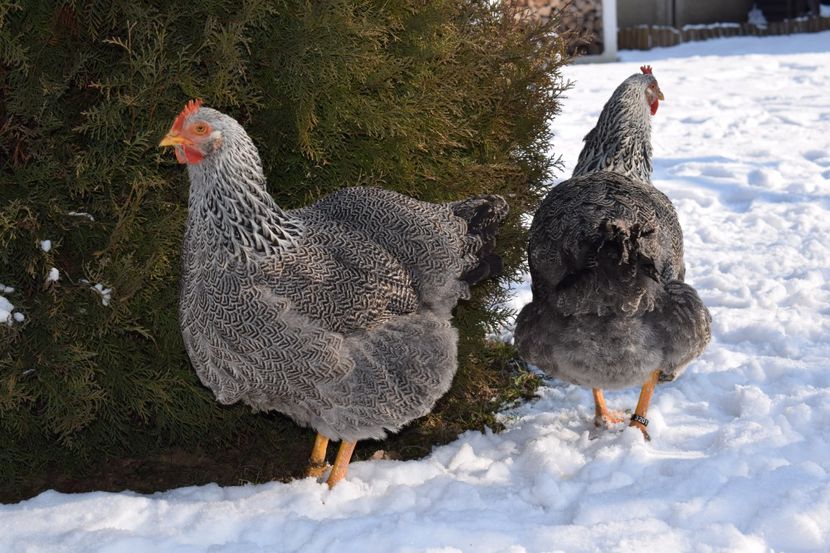  - PLYMOUTH ROCK SILVER 2017-2018 FAM 2