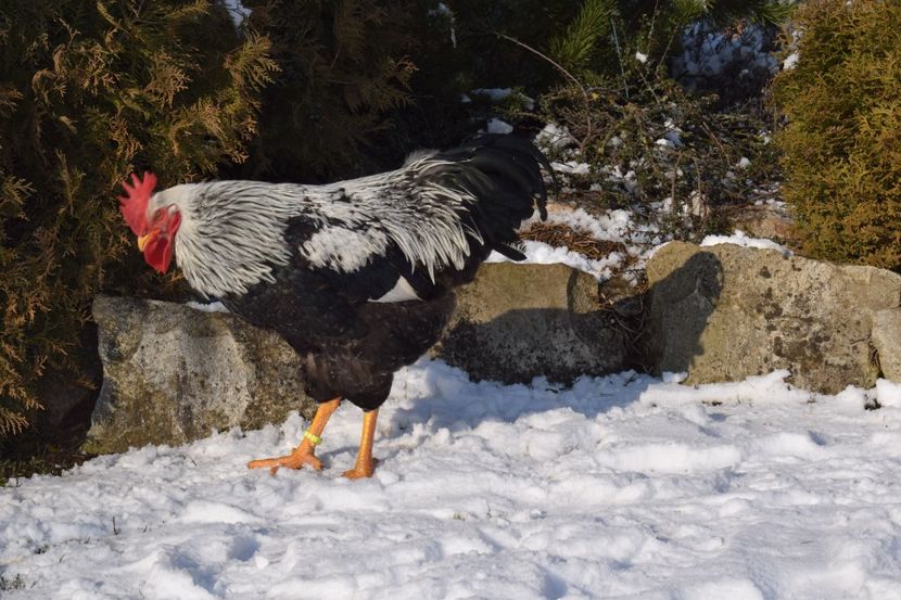  - PLYMOUTH ROCK SILVER 2017-2018 FAM 2