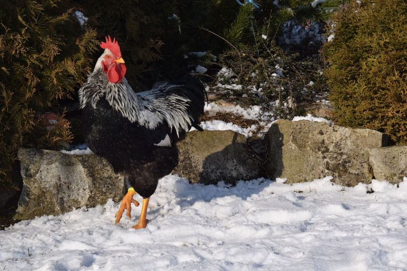  - PLYMOUTH ROCK SILVER 2017-2018 FAM 2