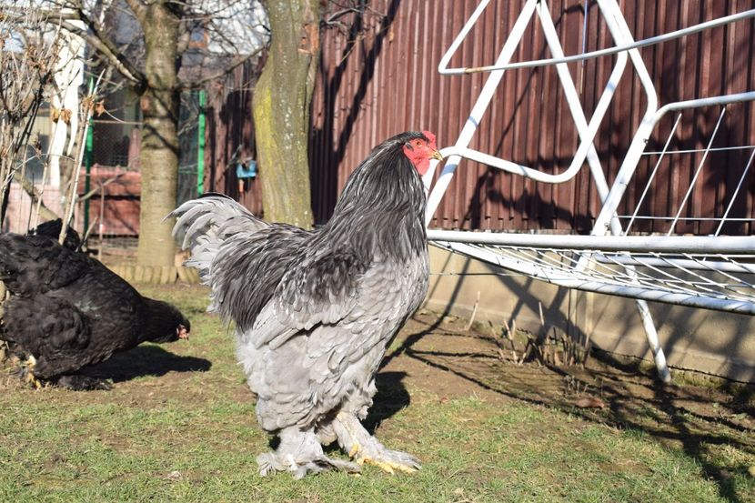  - BRAHMA ALBASTRU 2017-2018 FAM 1