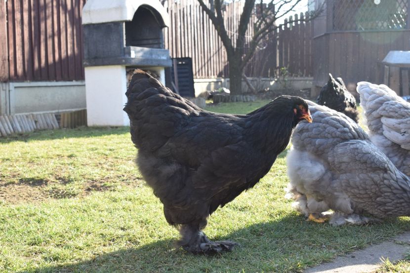  - BRAHMA ALBASTRU 2017-2018 FAM 1