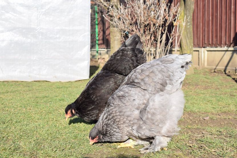  - BRAHMA ALBASTRU 2017-2018 FAM 1