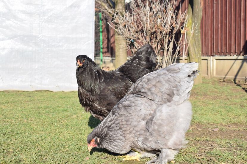  - BRAHMA ALBASTRU 2017-2018 FAM 1