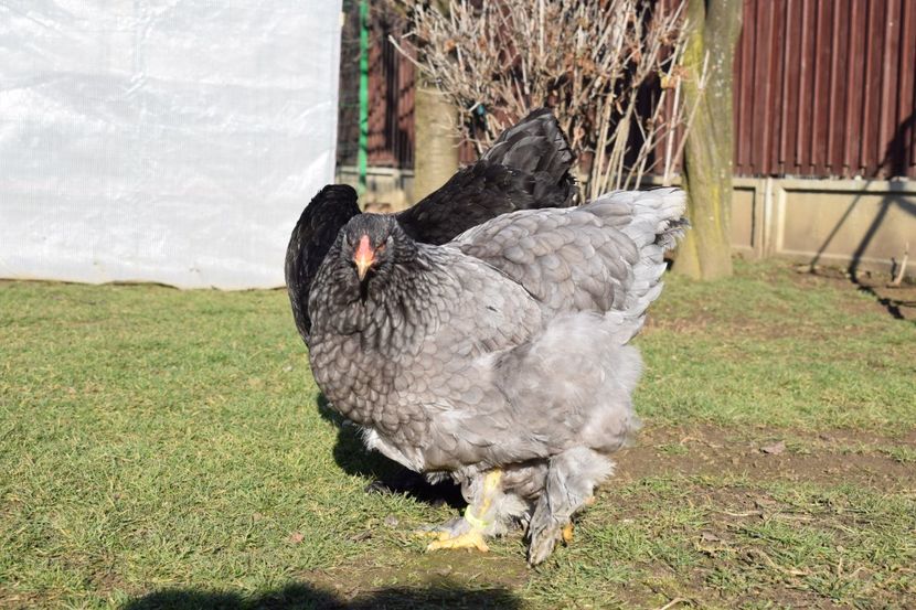  - BRAHMA ALBASTRU 2017-2018 FAM 1