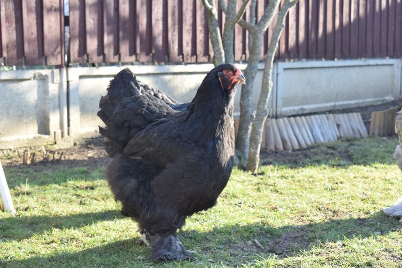  - BRAHMA ALBASTRU 2017-2018 FAM 1