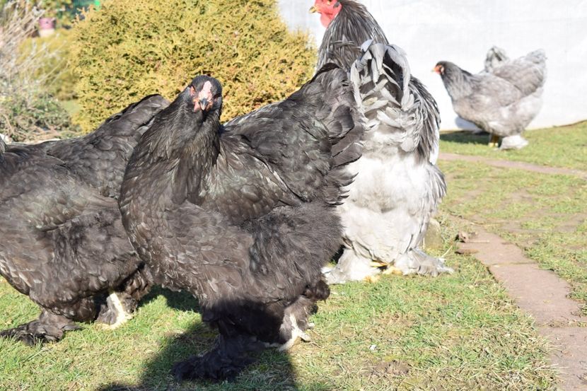  - BRAHMA ALBASTRU 2017-2018 FAM 1