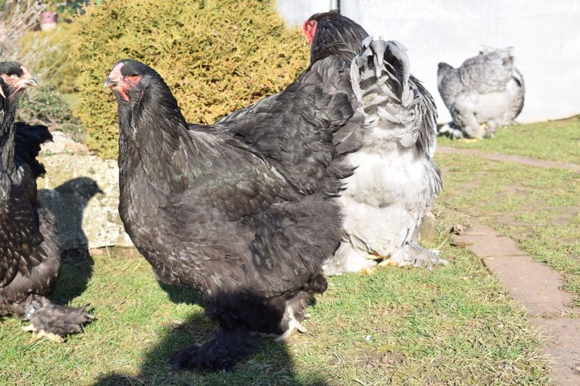  - BRAHMA ALBASTRU 2017-2018 FAM 1