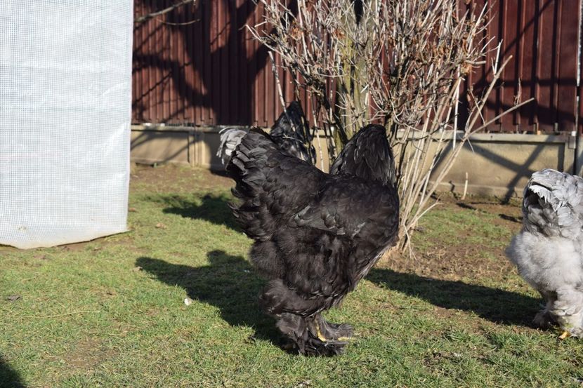  - BRAHMA ALBASTRU 2017-2018 FAM 1