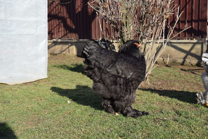  - BRAHMA ALBASTRU 2017-2018 FAM 1