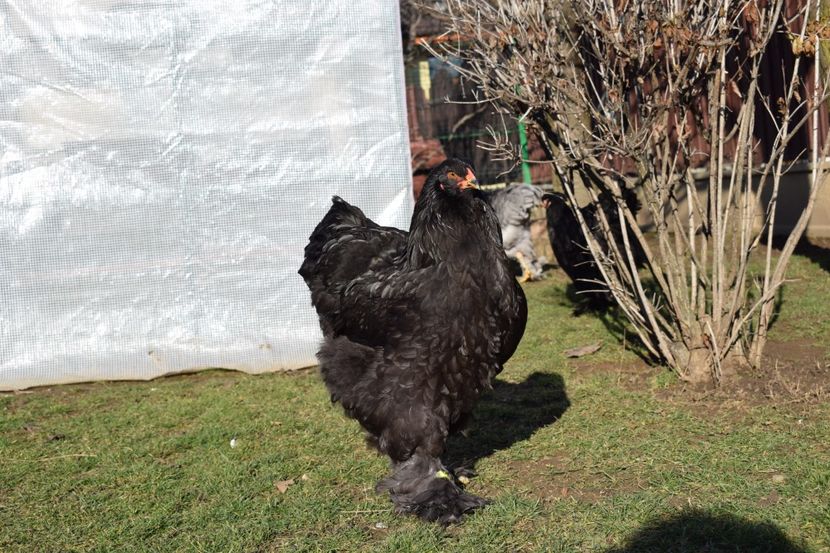  - BRAHMA ALBASTRU 2017-2018 FAM 1