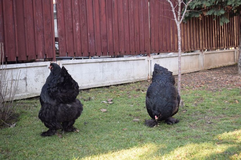  - BRAHMA ALBASTRU 2017-2018 FAM 1