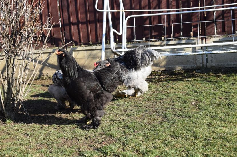  - BRAHMA ALBASTRU 2017-2018 FAM 1