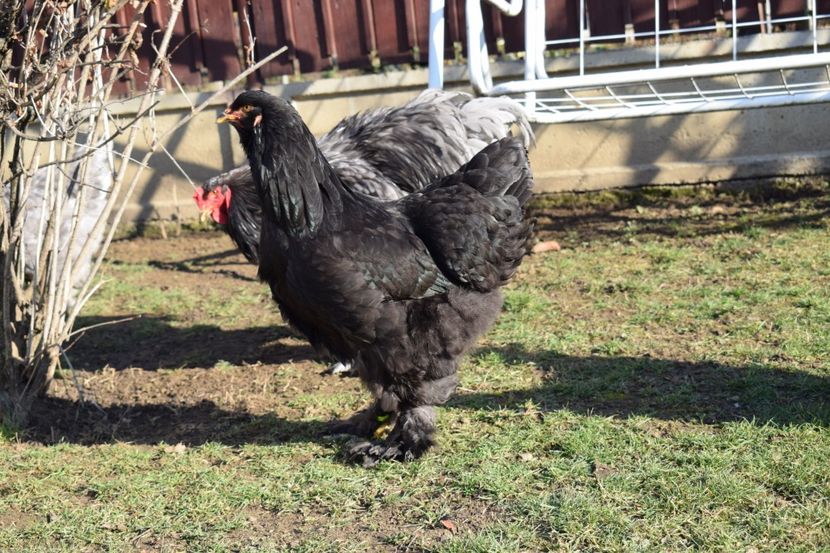  - BRAHMA ALBASTRU 2017-2018 FAM 1