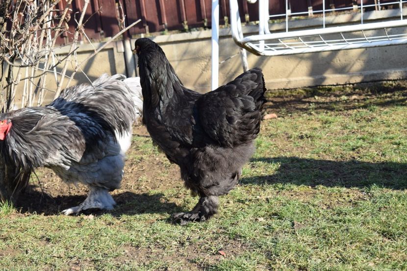  - BRAHMA ALBASTRU 2017-2018 FAM 1