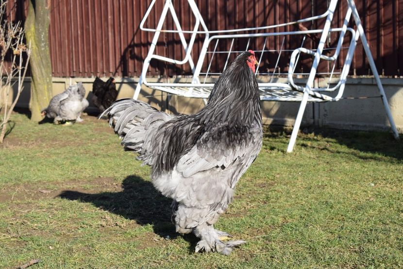  - BRAHMA ALBASTRU 2017-2018 FAM 1