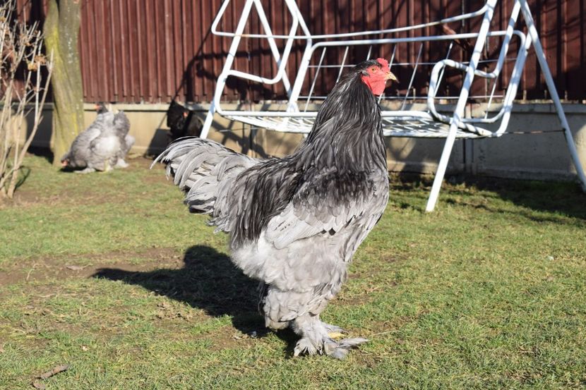  - BRAHMA ALBASTRU 2017-2018 FAM 1