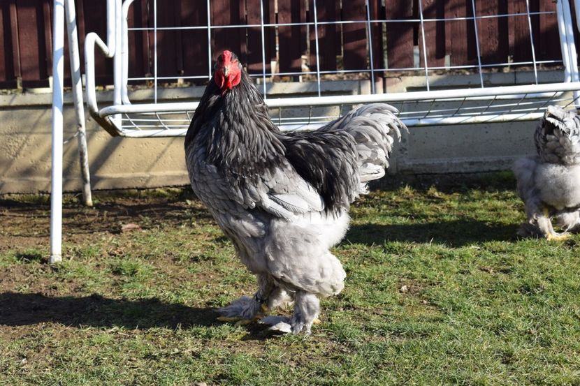  - BRAHMA ALBASTRU 2017-2018 FAM 1