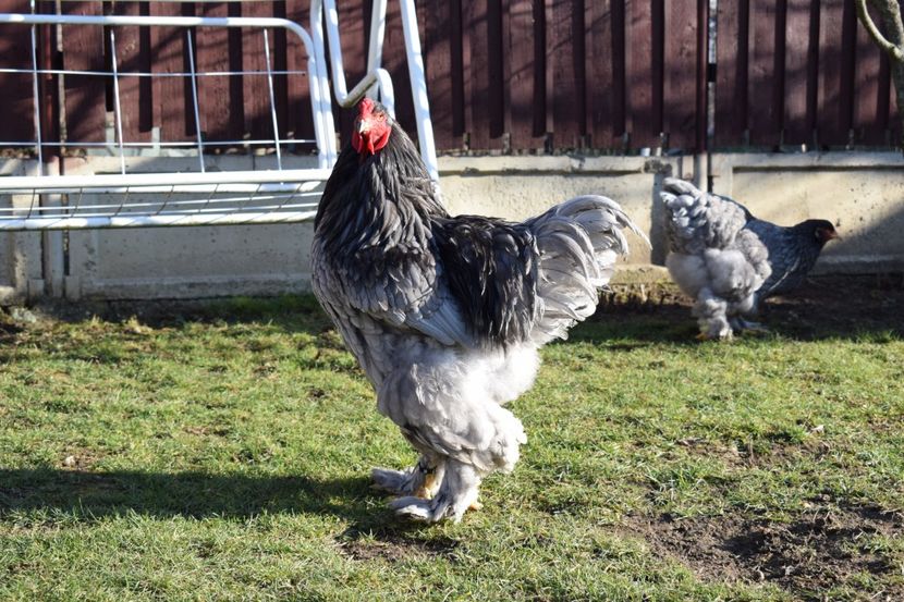  - BRAHMA ALBASTRU 2017-2018 FAM 1