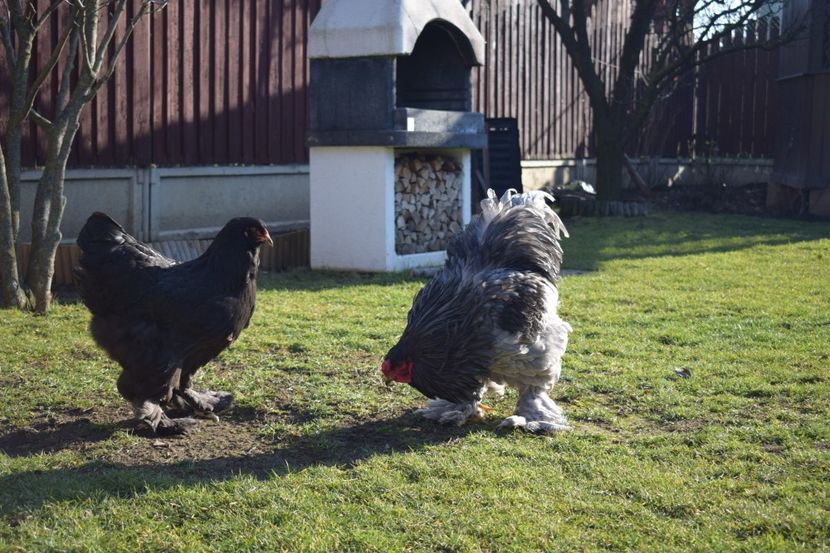  - BRAHMA ALBASTRU 2017-2018 FAM 1