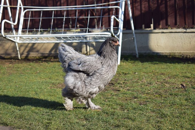  - BRAHMA ALBASTRU 2017-2018 FAM 2