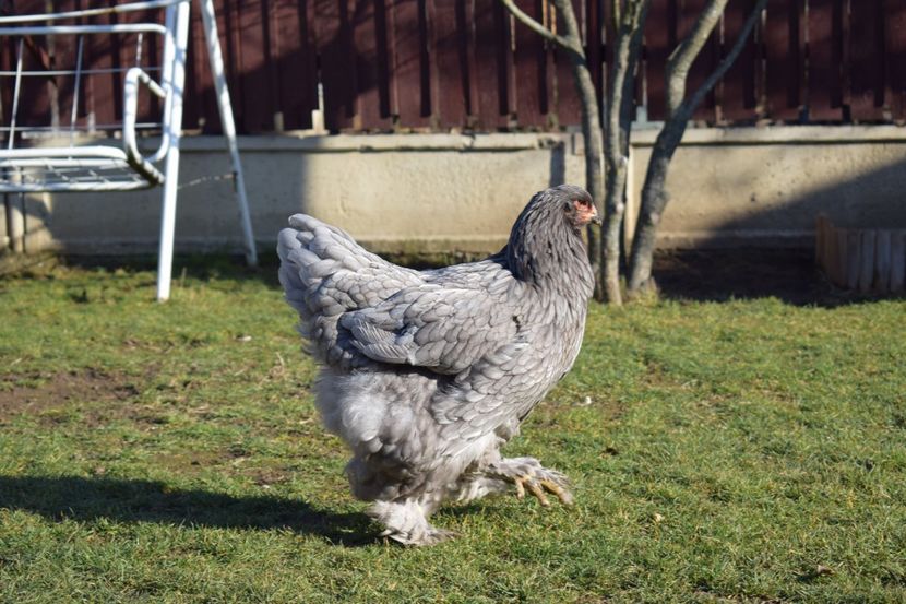  - BRAHMA ALBASTRU 2017-2018 FAM 2